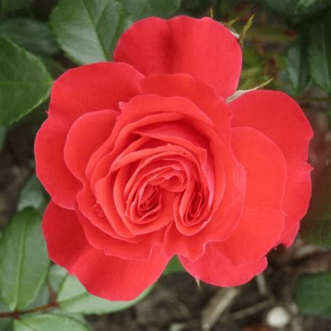 Роза Маниту Фото И Описание – Telegraph