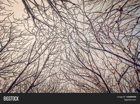 Naked Branches Tree Image Photo Free Trial Bigstock