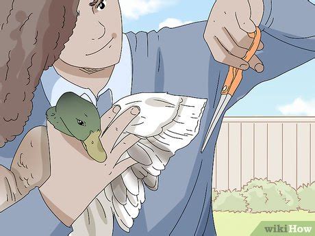 3 Ways To Breed Geese WikiHow Pet