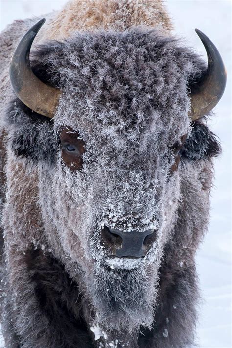 5 Winter Photography Tips | Jackson Hole Winter Photo Tours