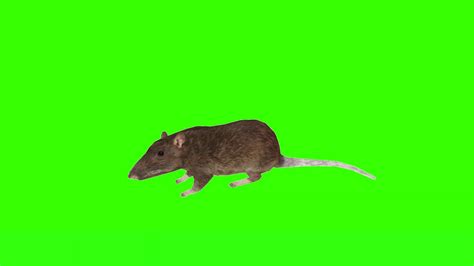 Rat 1 Green Screen Youtube