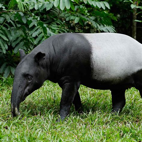 Malayan Tapir - Night Safari