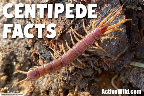 Centipede Facts - Your Complete Guide To Centipedes