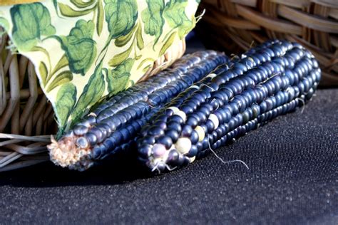 Blue Corn – Photos Public Domain