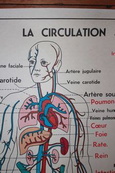 100 idées de Corps humain corps humain anatomie corps humain corps