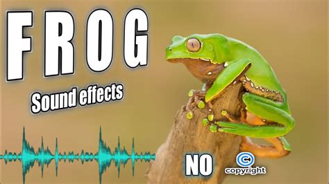 Frog Soundsfrog Noisesfrog Sound Effect No Copyright Youtube