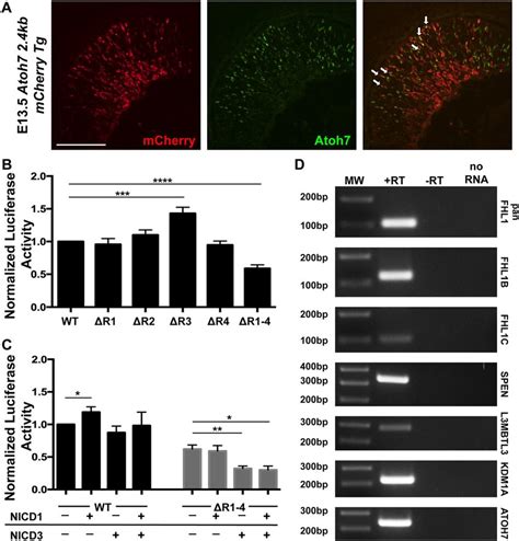 Differential Notch Mediated Regulation Of Atoh Transcription A