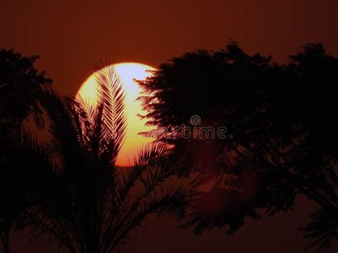 Beautiful Sunset With A Lovely Silhouette Trees And Palm Trees In New