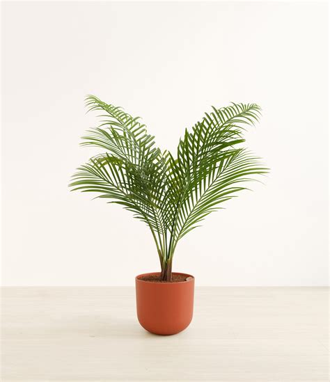 Are Majesty Palms Toxic To Cats And Dogs
