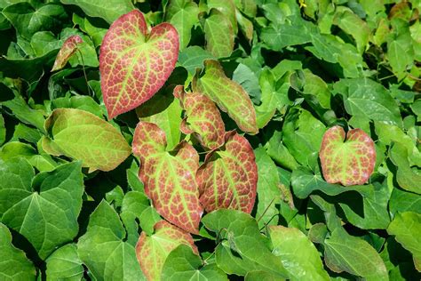 Horny Goat Weed Uses For Sexual Health And As An Aphrodisiac