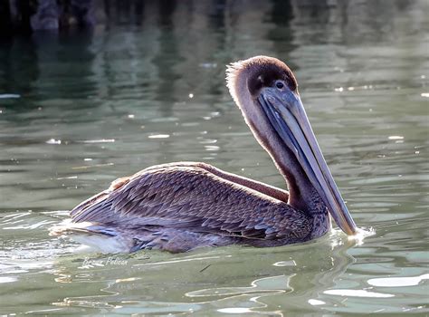 Immature Brown Pelican Ma Flickr