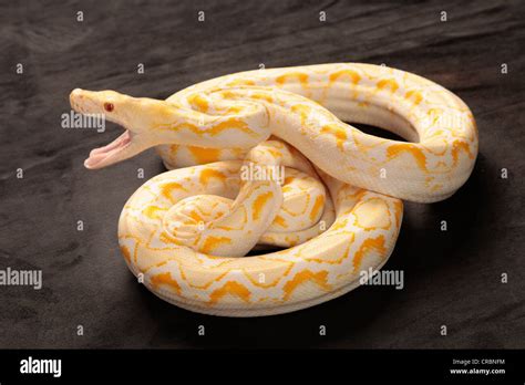 Reticulated Python snake from Indonesia Stock Photo - Alamy