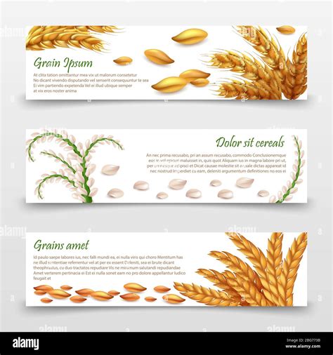 Plantilla de banners para cereales agrícolas Granos y orejas realistas