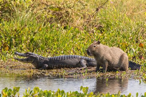 Capybara Location Where Do Capybaras Live A Z Animals