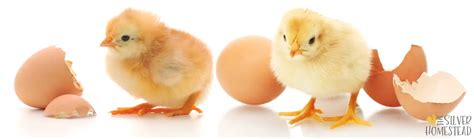 How To Breed Sex Link Chicken Chicks Silver Homestead