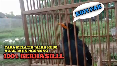 Cara Melatih Burung Jalak Kebo Bisa Ngomong Sangat Mudah Dan