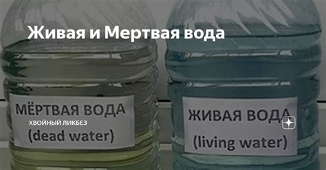 Живая и Мертвая вода | Хвойный ликбез | Дзен