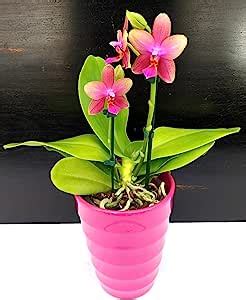 Powers To Flowers Orchidea Phalaenopsis Liodoro Profumata In Vaso