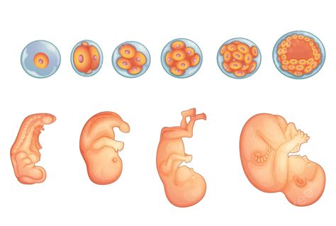 Etapas En El Desarrollo Embrionario Humano Etapa Ojo Feto Vector PNG