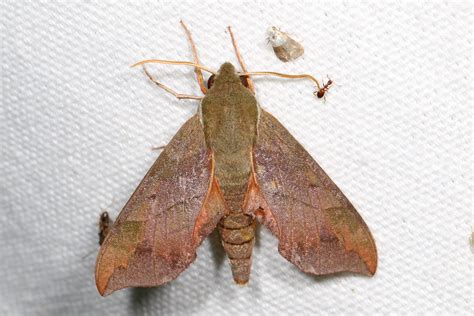 Virginia Creeper Sphinx Moth Darapsa Myron Solon Dixon Flickr