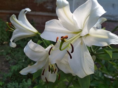 Lily Free Stock Photo - Public Domain Pictures