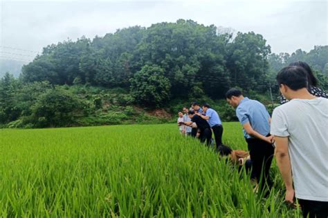 农业农村部种植业管理司一行来塘河调研水稻“两迁害虫”发生防治情况 － 综合 －江津网