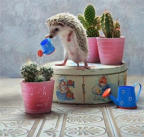 Колючие симпатяги от Елены Ерёминой | Самодельные игрушки для кошек ...