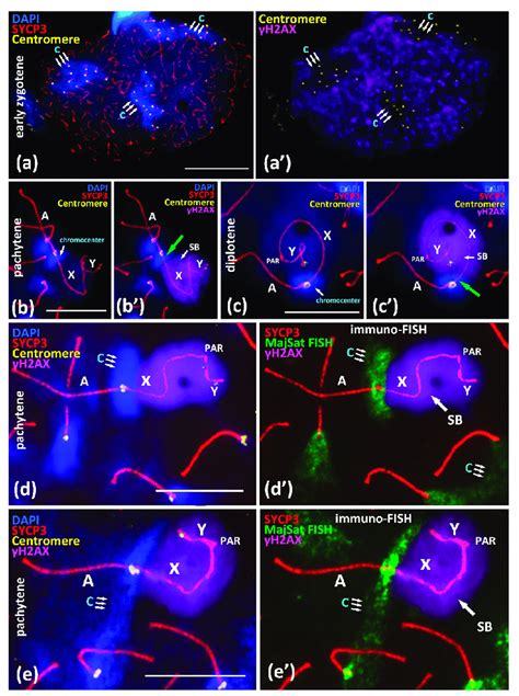 Immuno Fish Study Of Chromocenters And H Ax Dependent Chromatin