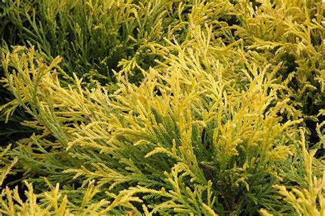 False Cypress Golden Mop Evergreen Shrubs Shrubs Plants And F