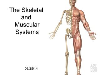 Skeletal And Muscular System Ppt