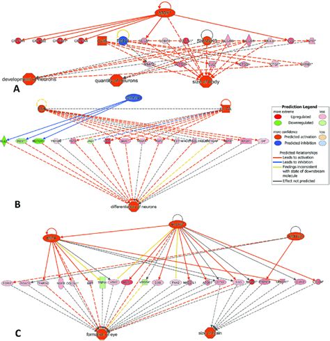 Predicted Mechanisms Through Ingenuity Pathway Analysis Showing The