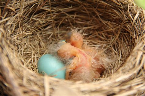 Naked In The House Spring Traditions