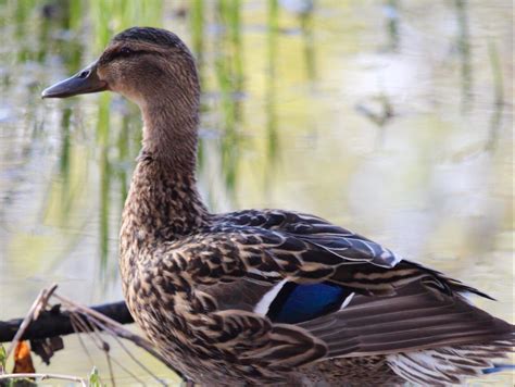 Nymphomaniac Duck Named Dave Has Pecker Removed After High Sex Drive Causes Infection Canoe