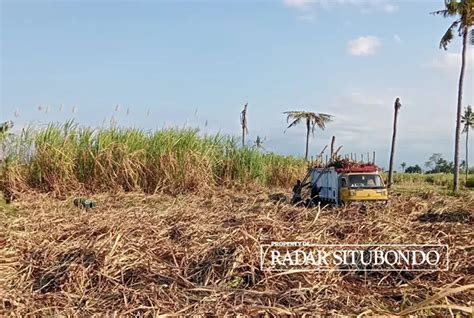 Petani Keluhkan Produksi Giling PG Asembagus Pembayaran Tebu Juga