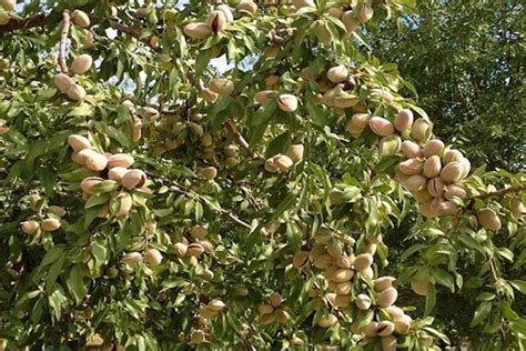 Саженец Миндаля "Выносливый"