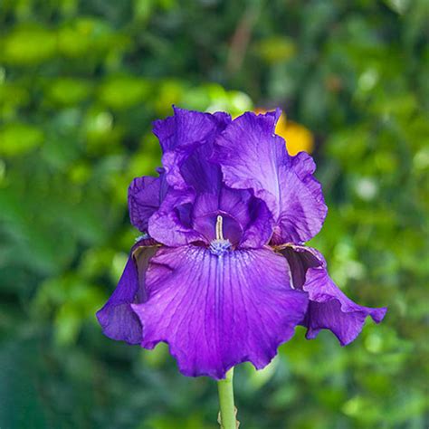 Buy His Royal Highness Reblooming Bearded Iris Breck S