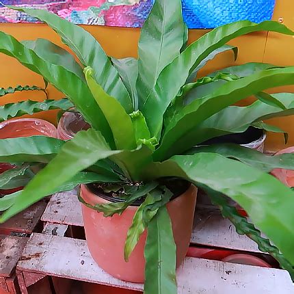 Асплениум: виды, выращивание и уход - Flowers.ua