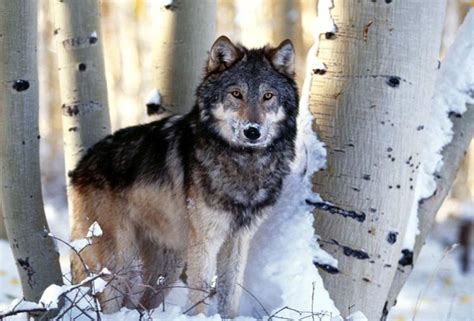 Охота / Охота на волка / Виды охоты / Охота на волка