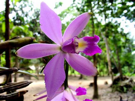 Violacea Púrpura Salvaje De Cattleya De La Orquídea Del Amazonas En