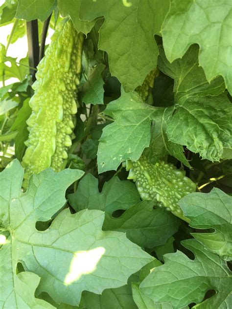 grow a garden bitter melon 2