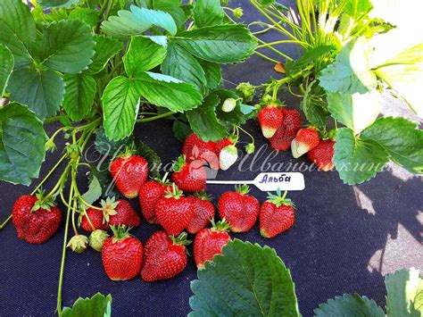 Альба Клубника Описание Фото – Telegraph