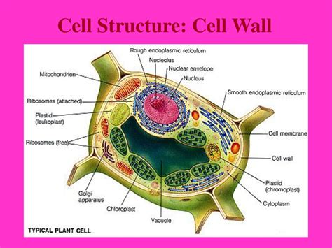 Cell Structure: (1) Cell Membrane - ppt download