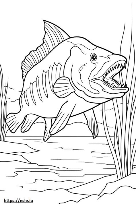 Goliath Tigerfish Full Body Coloring Page