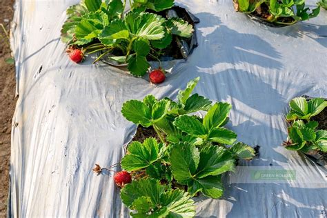 Strawberry Farms In Nuwara Eliya