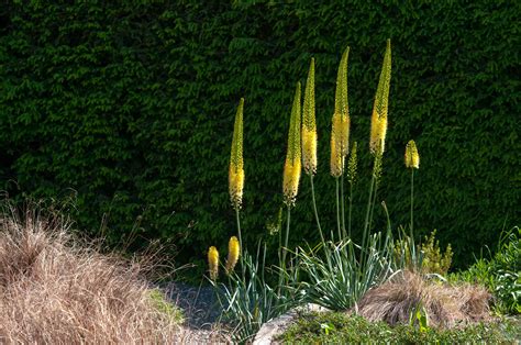 Foxtail Lilies: Plant Care & Growing Guide