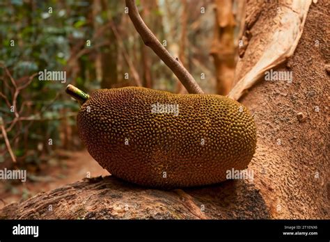 The Jackfruit Artocarpus Heterophyllus Is The National Fruit Of