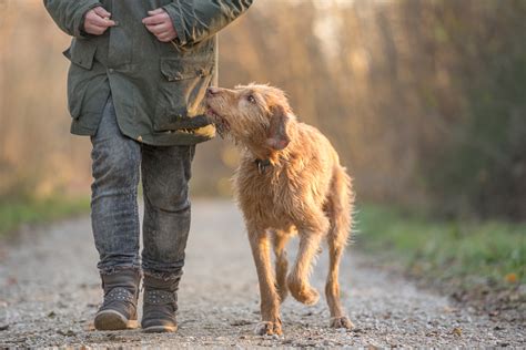 how to alleviate arthritis pain in dogs
