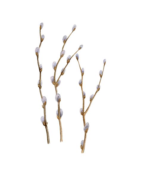 Digital Botanical Pussy Willow Art Willow Watercolor Spring Easter Decor Woodland Willow Twig