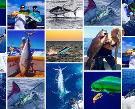 The Best of Pelagic - August 2016 | PELAGIC Fishing Gear