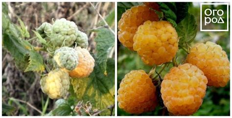 Малина Золотые Купола Описание Фото – Telegraph